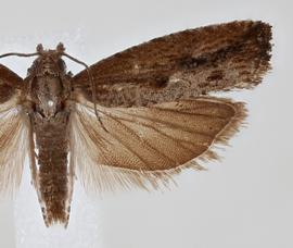  Female. © Loren Jones. Image used with permission.
